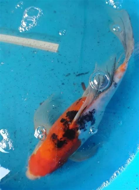 Butterfly koi Add Magic to Your Pond: Butterfly Koi Care Guide.